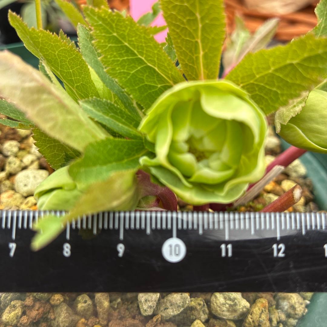 専用です。クリスマスローズ　白抜　赤軸　超希少　グリーンオーレア　ゴールド　７寸