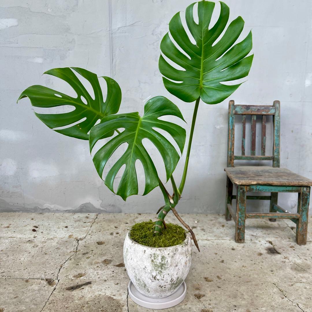 根上がり モンステラ 天然苔盆栽仕立て 陶器鉢 植え込み発送 - メルカリ