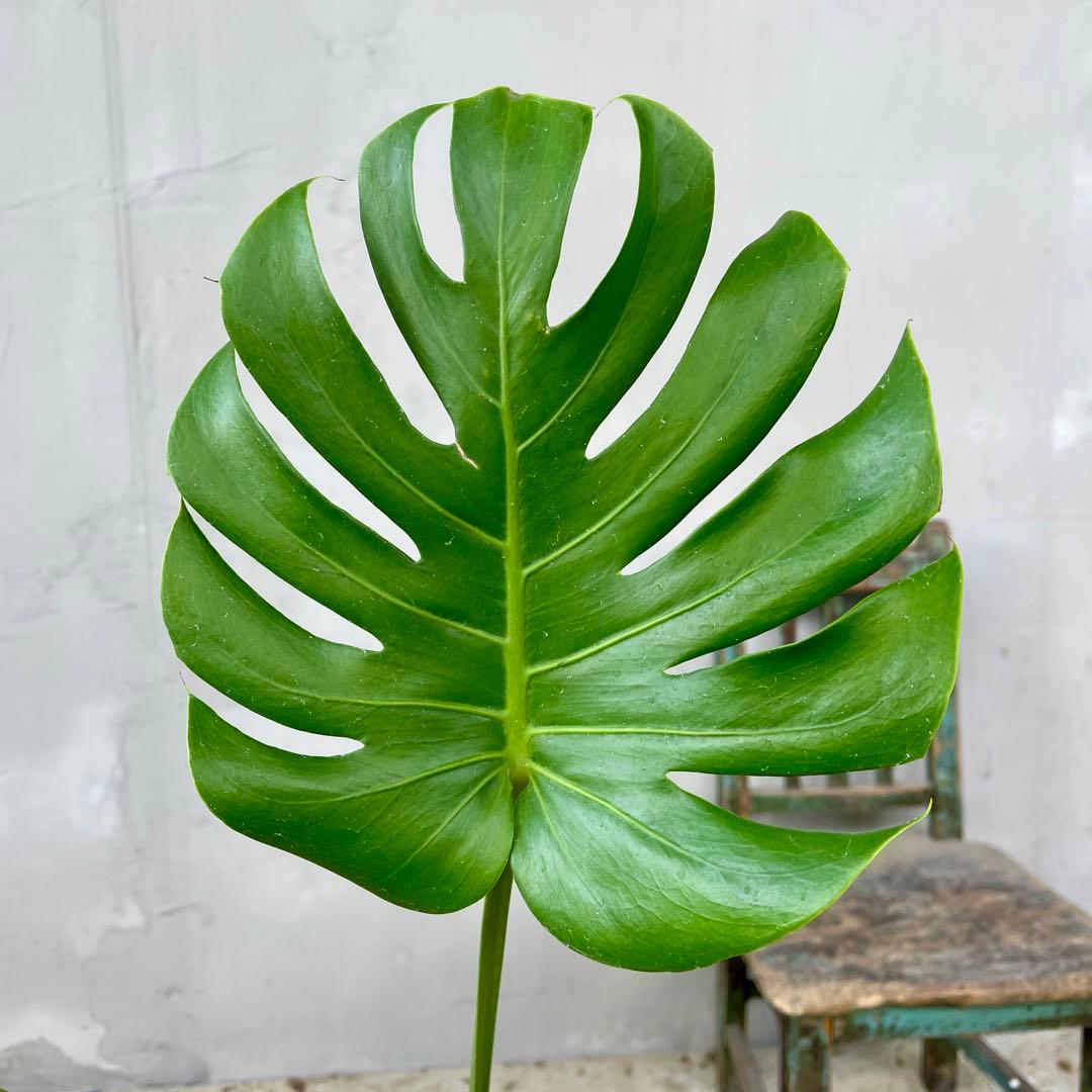 根上がり モンステラ 天然苔盆栽仕立て 陶器鉢 植え込み発送 - メルカリ