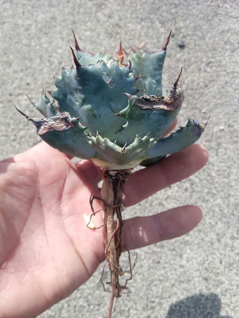 アガベ パラサナ イシスメンシス ハイブリッドアガベ パリー オバティ