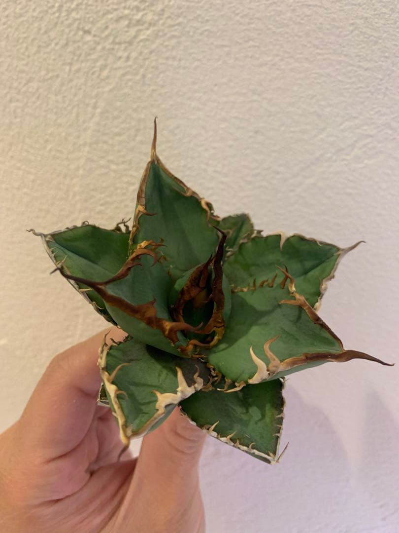 【goodtaniku】Gt実生＋2x(おまけ実生2点付き)