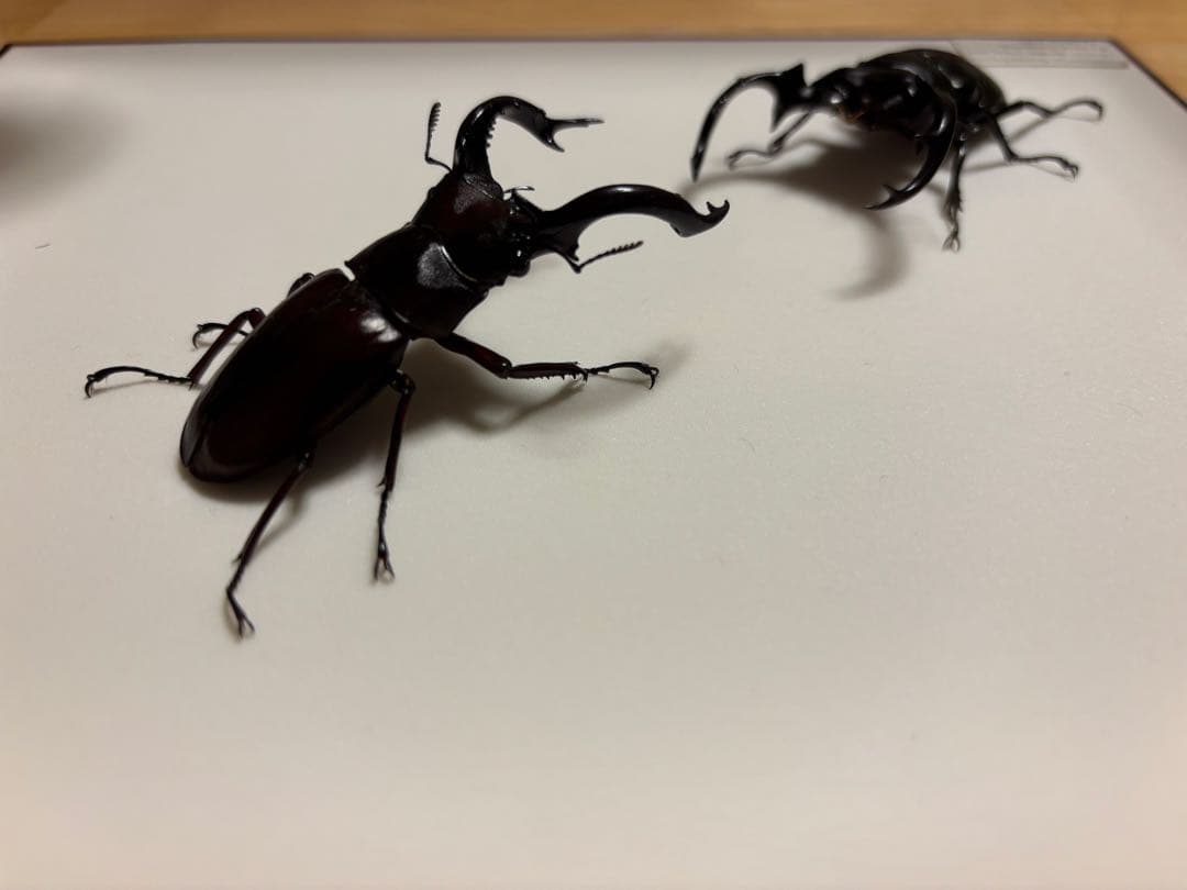 か*が様 ウエストウッドオオシカクワガタとフォルスターフタマタ〔ニシ〕の