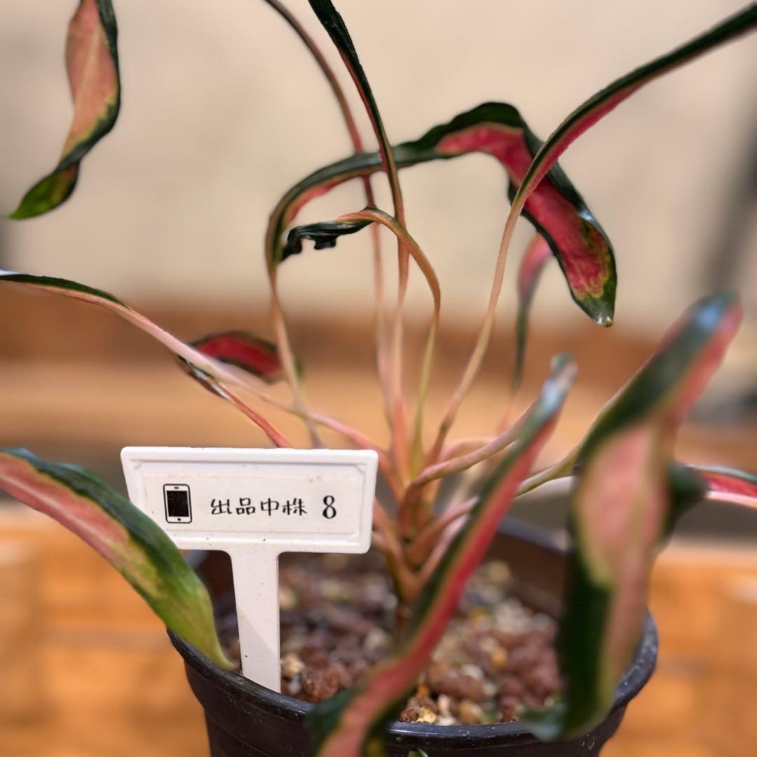 ほ*し様 8 アグラオネマ　ニューハイブリッド　‘メデューサ’ 激レア　希少