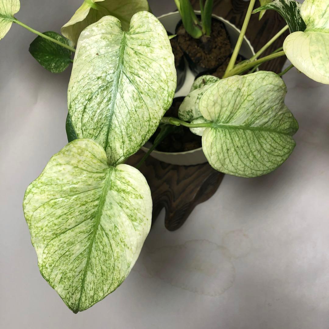 MS62 5株セット【特別選抜】ホワイトモンスター／天津蘭 モンステラ