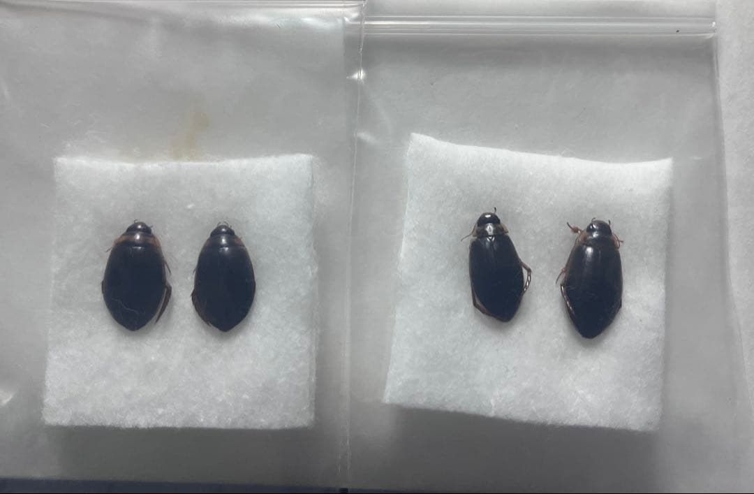 エゾヒラタヒメゲンゴロウ　カラフトマルガタゲンゴロウ エゾマルガタゲンゴロウ : 海を歩くゲンゴロウ