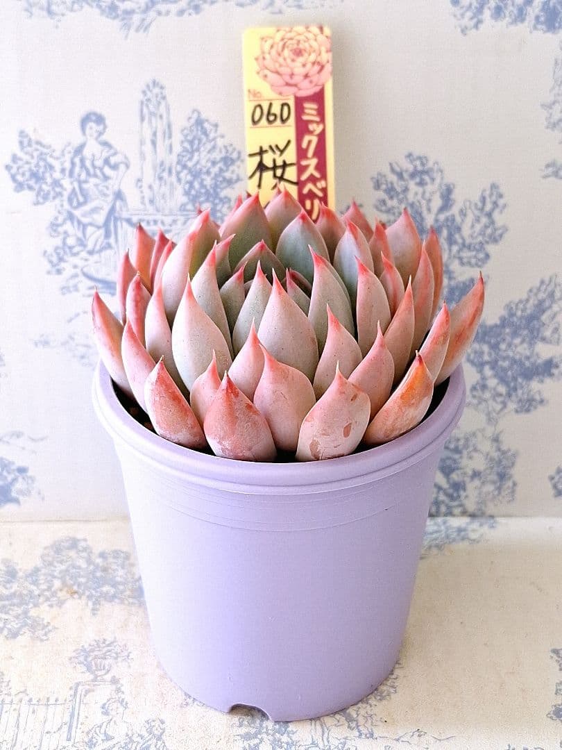 桜鬼 札付きポットごとメルカリ便おらいさん苗ミックスベリア - メルカリ