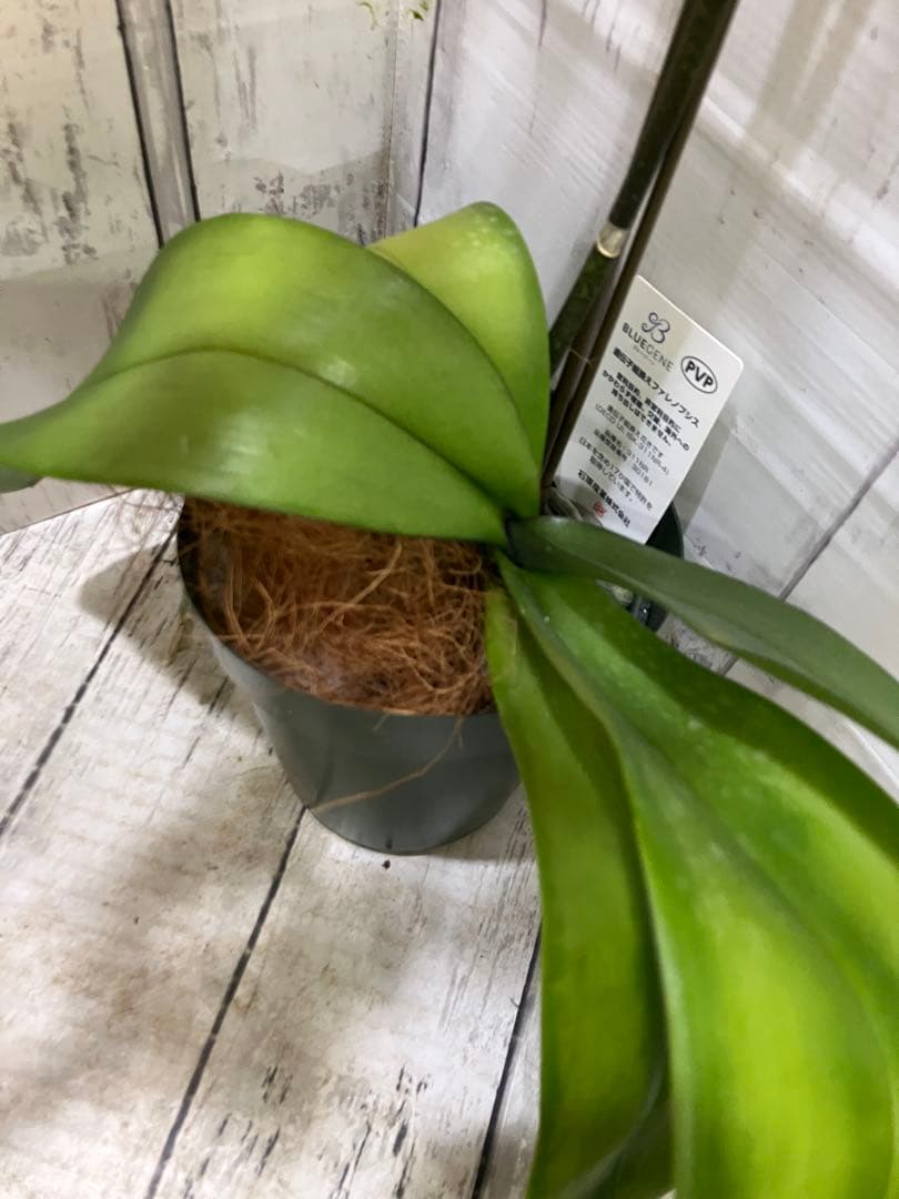 ①正規品 希少品種 胡蝶蘭 コチョウラン ファレノプシス ブルージーン