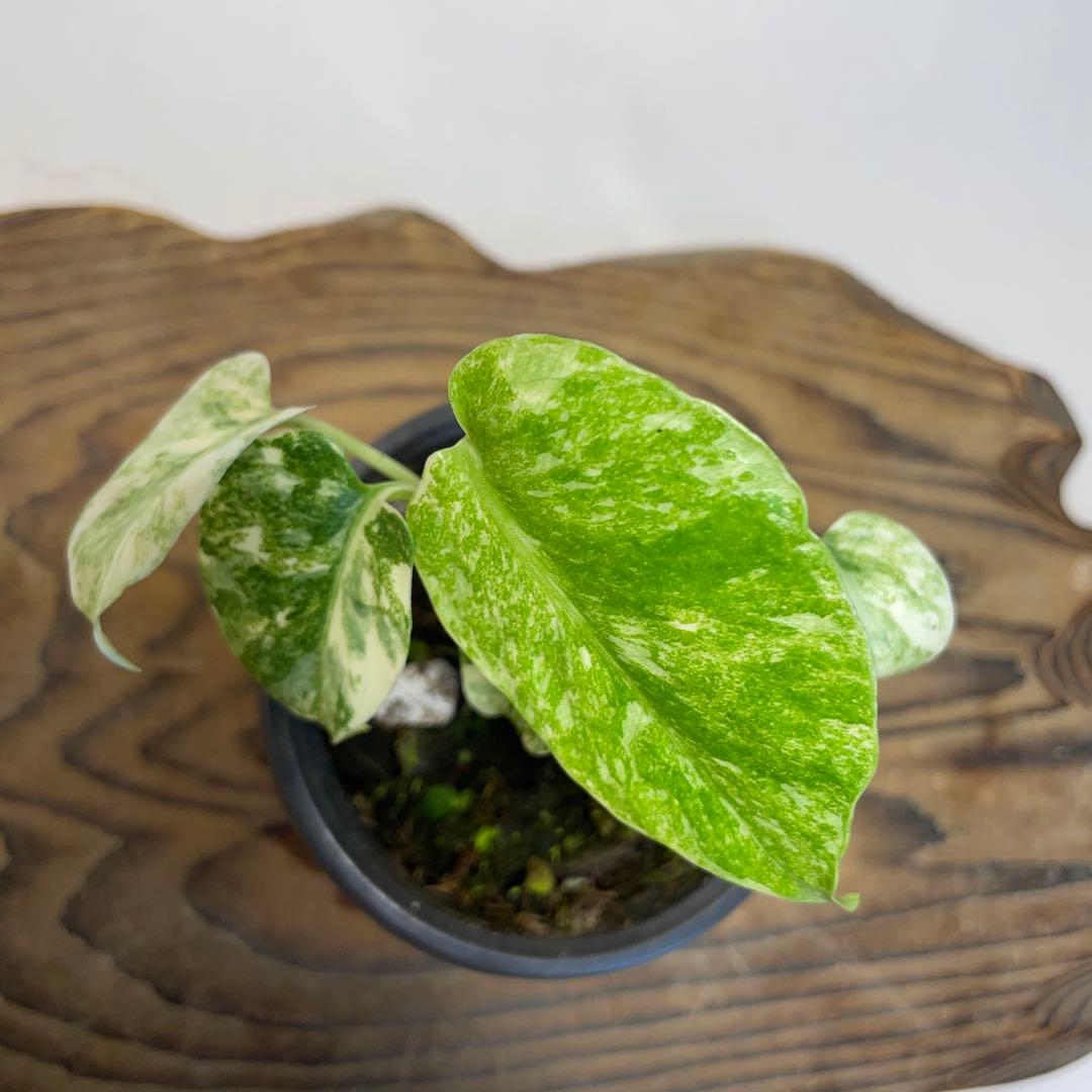 q24モンステラ デリシオーサ レガシー 斑入り - メルカリ