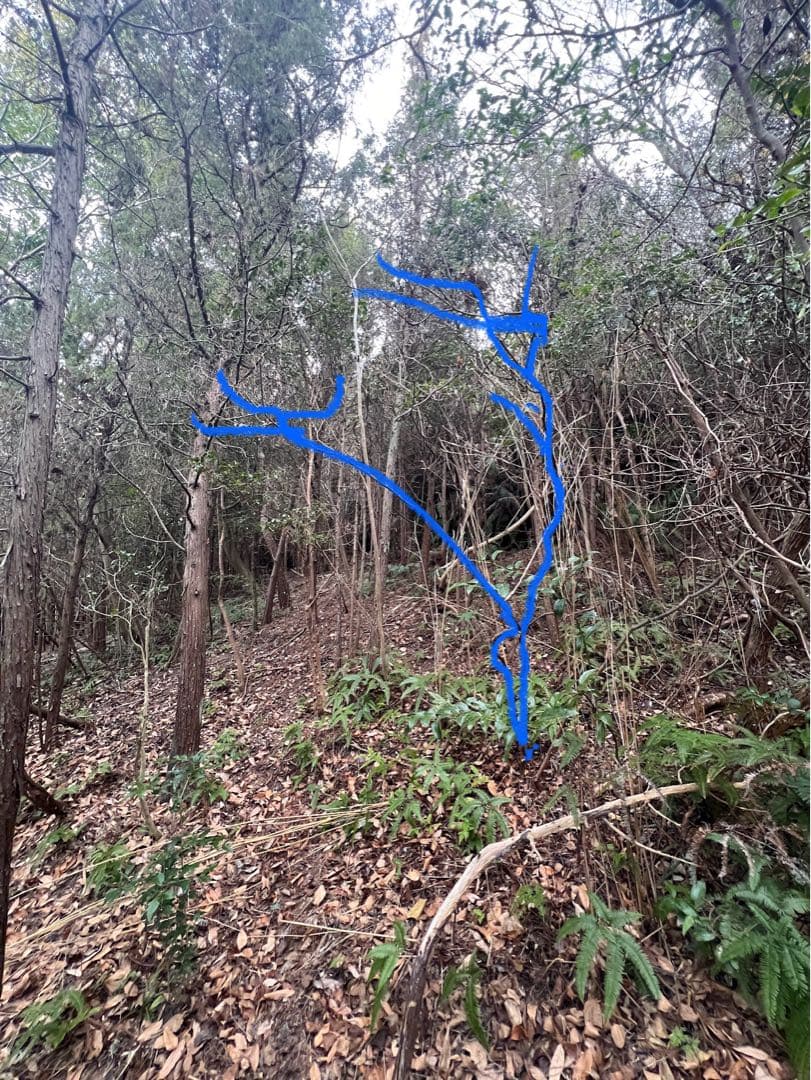 現品 ミツバツツジ 自然樹形 株立 2.2mほど 山採り