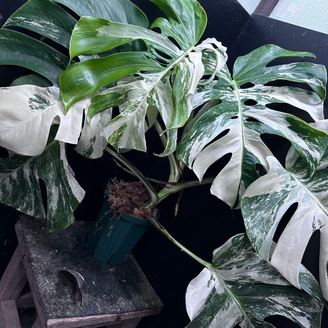斑入りモンステラ ホワイトタイガー極美大株56cm白斑多 - メルカリ