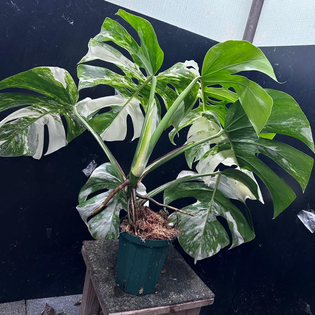 斑入りモンステラ ホワイトタイガー極美大株56cm白斑多 - メルカリ