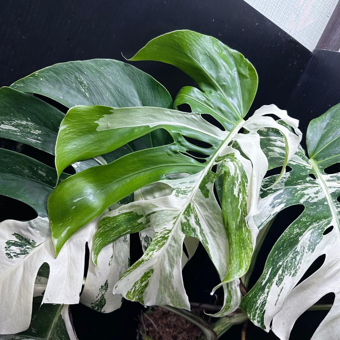 斑入りモンステラ ホワイトタイガー極美大株56cm白斑多 - メルカリ