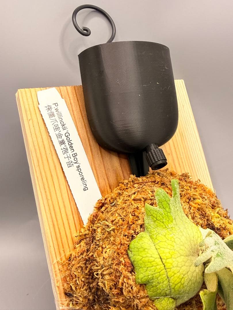 ビカクシダ willinckii Golden Boy sporeling 金童 - メルカリ