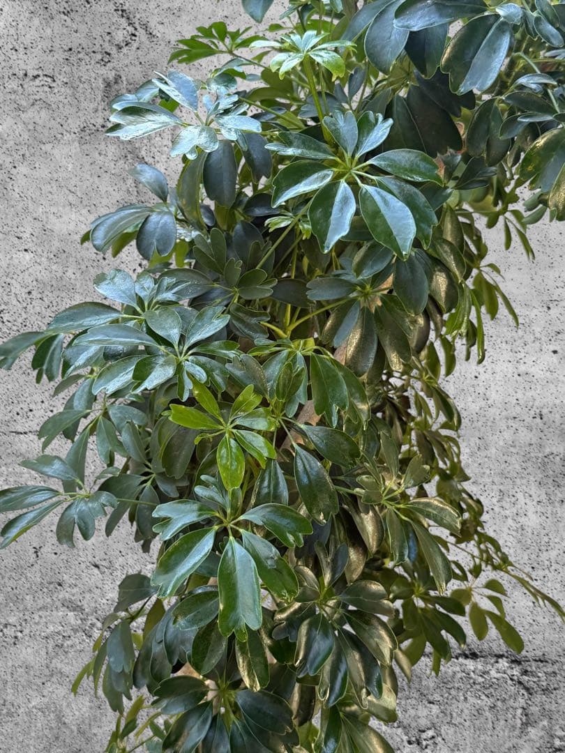 ☆ シェフレラ レナータ♪ 157cm リビングサイズ♪ - メルカリ