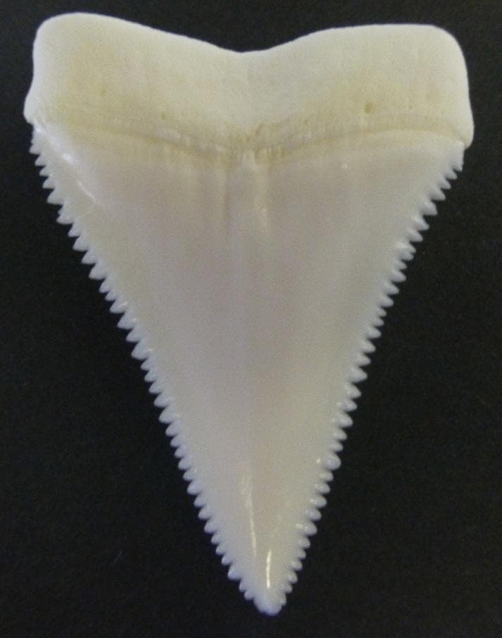 ホホジロザメ（Carcharodon carcharias）の歯 45.4ｍｍ