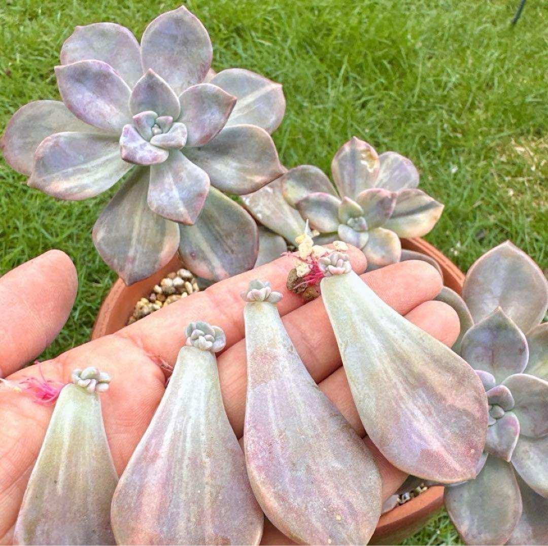 多肉植物 パープルディライト錦 ❤️ - メルカリ