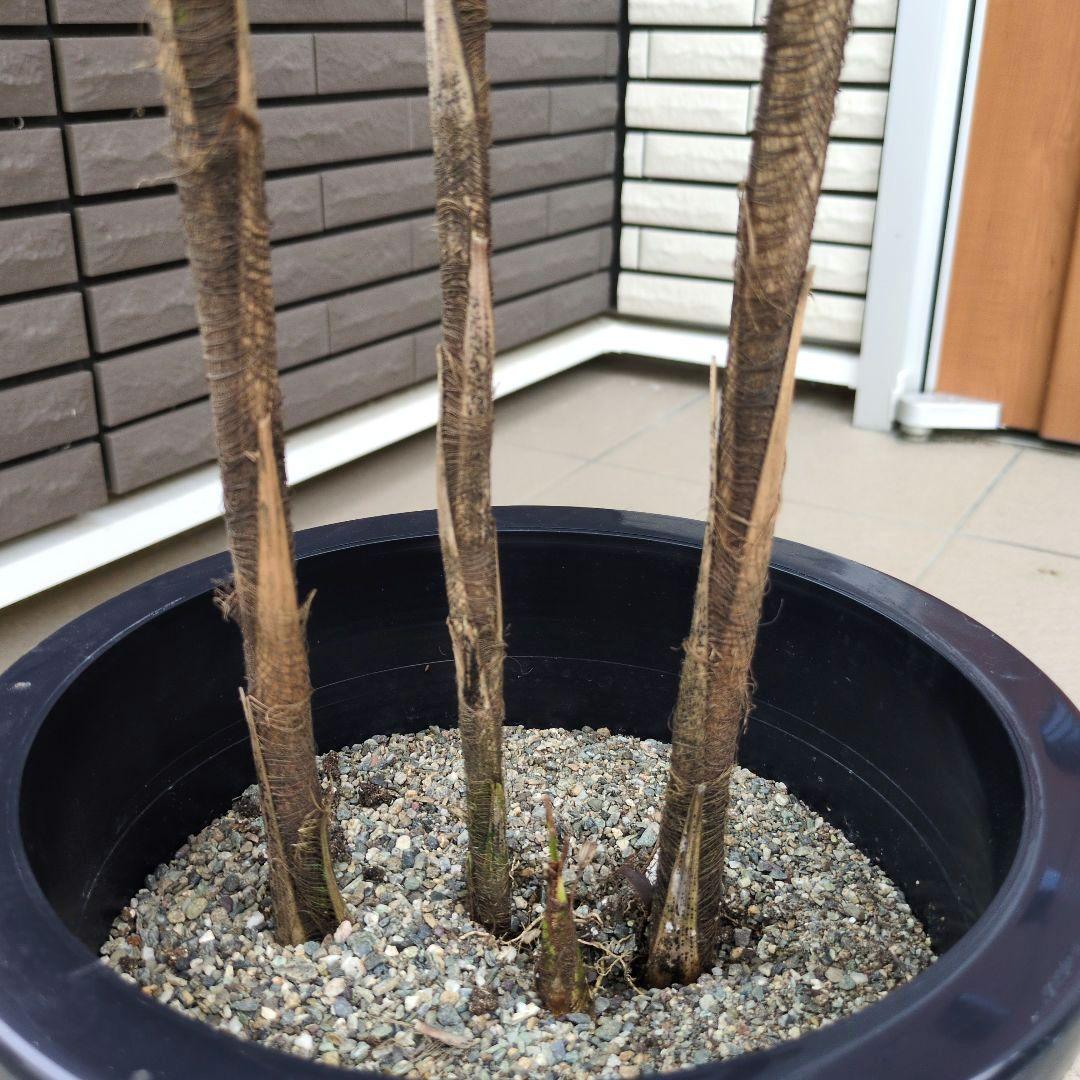 大型！観葉植物 棕櫚竹 シュロチク 開運招福 8号鉢
