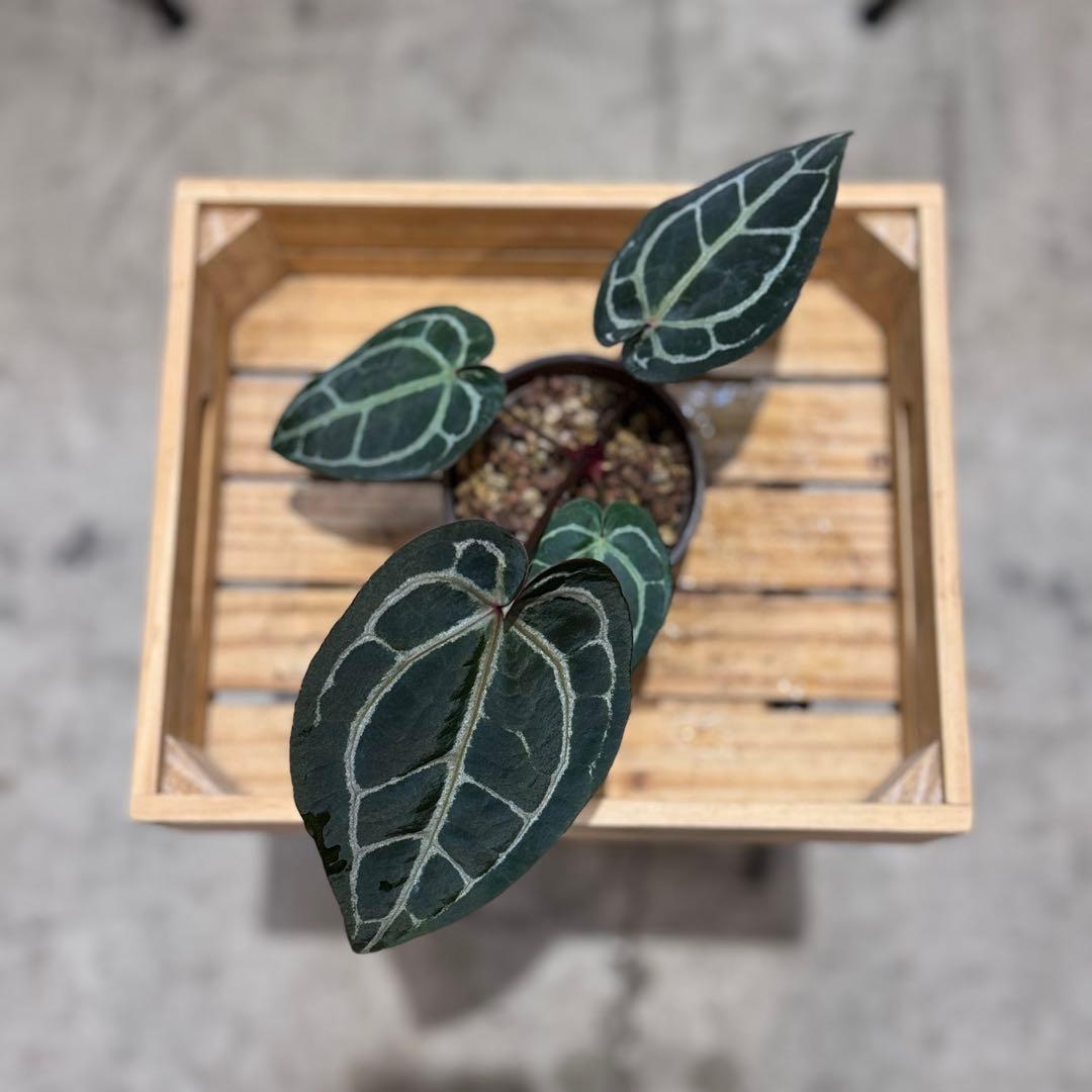 g*o様 28 アンスリウム 'ミシェル' F2 レッドクリスタリナム - メルカリ