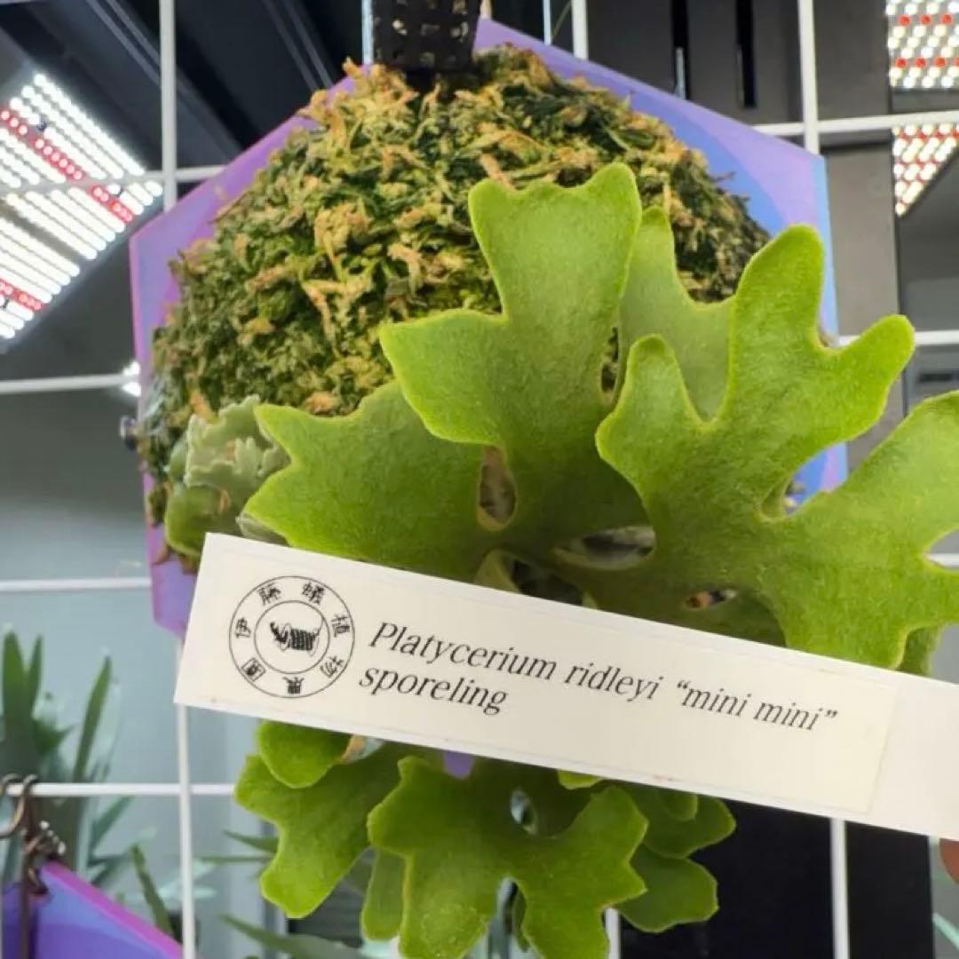 リドレイ ミニミニ ridleyi minimini 胞子 ビカクシダ ドワーフ - メルカリ