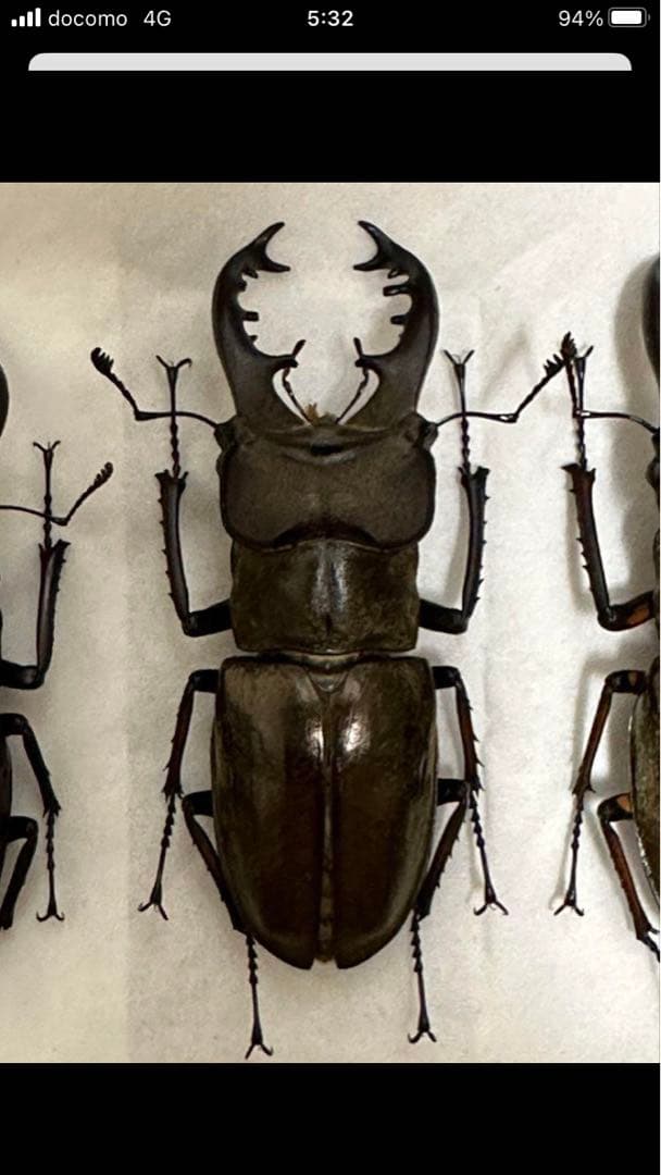 国産クワガタ♂標本セット ※一部欠損あり - メルカリ