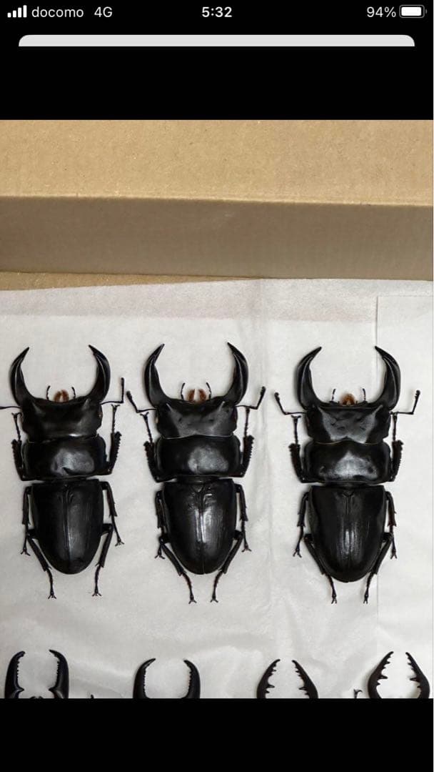 国産クワガタ♂標本セット ※一部欠損あり - メルカリ
