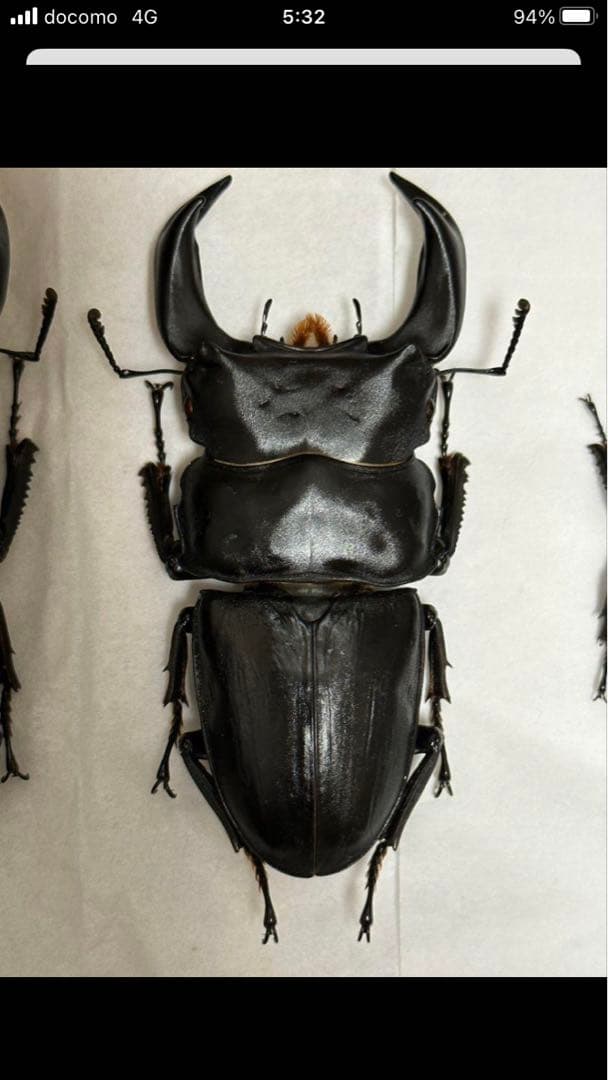 国産クワガタ♂標本セット ※一部欠損あり - メルカリ