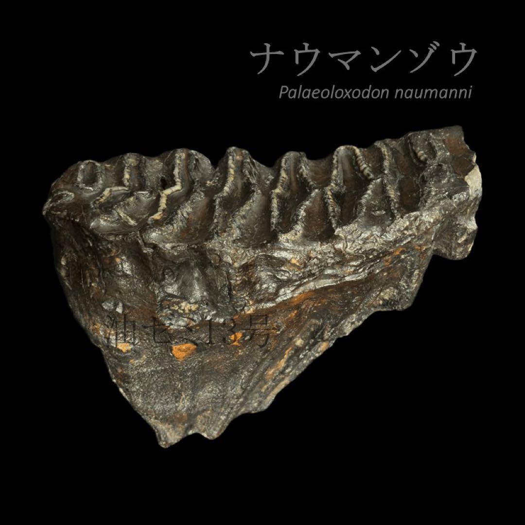 ナウマンゾウ 臼歯 化石 標本 コレクション - メルカリ