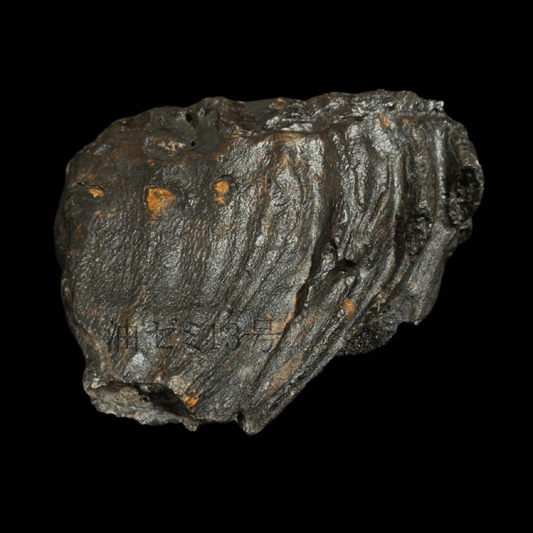 ナウマンゾウ 臼歯 化石 標本 コレクション - メルカリ