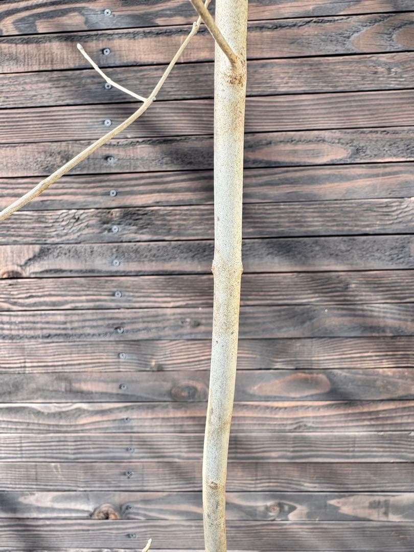 アオダモ/自生山採り【現品発送】管理70956