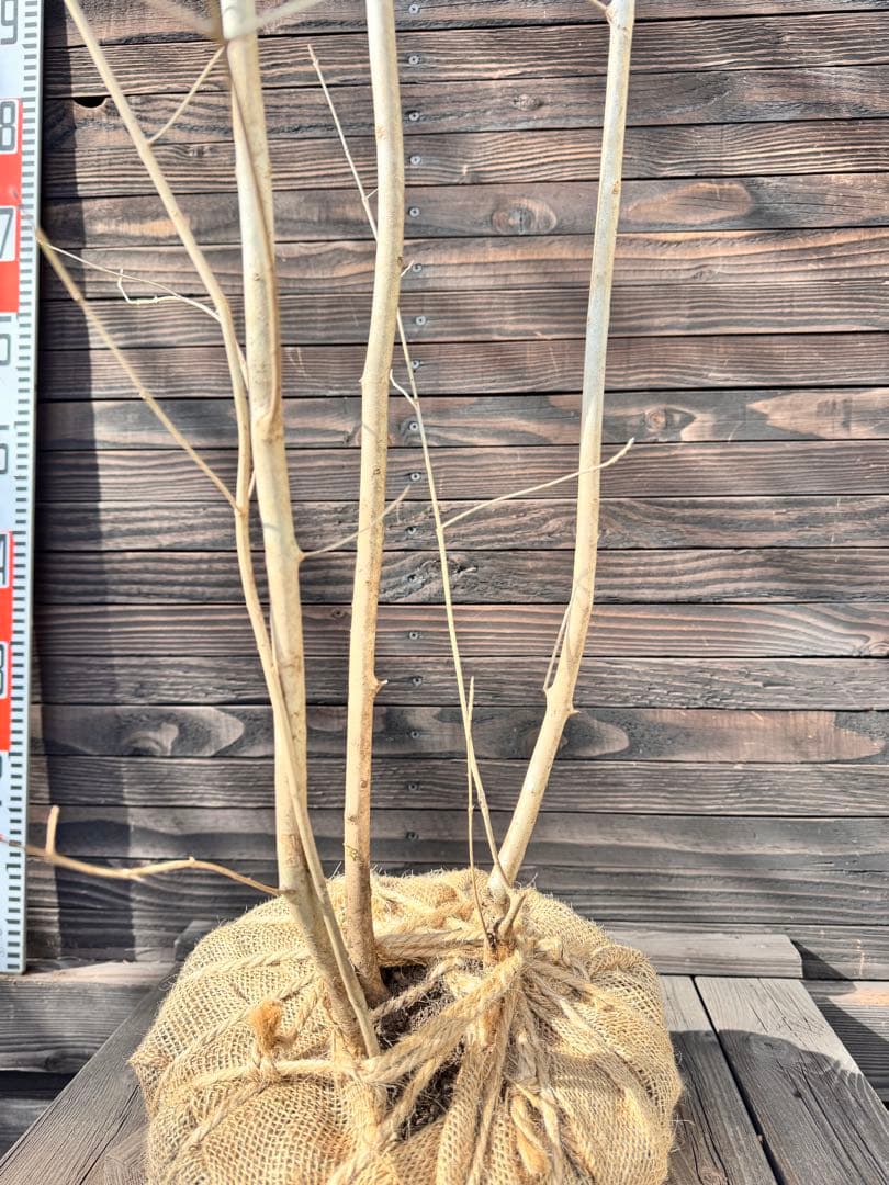 アオダモ/自生山採り【現品発送】管理70956