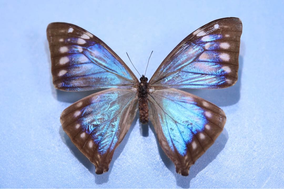 エガーモルフォ♀ブルーフォーム！標本！ エガーモルフォ(エガモルフォ) , キーワード「モルフォ」 , 蝶の標本