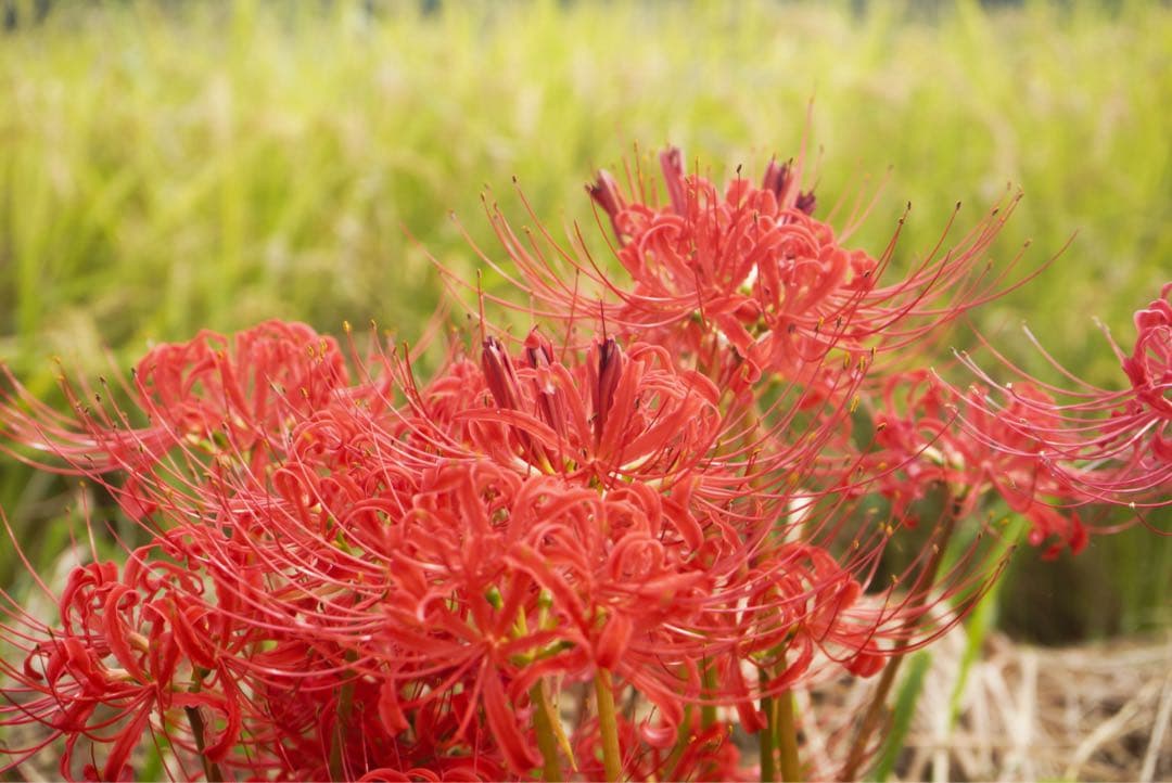 即時発送！激安早い者勝ちFE1.8 50mよくボケます！！