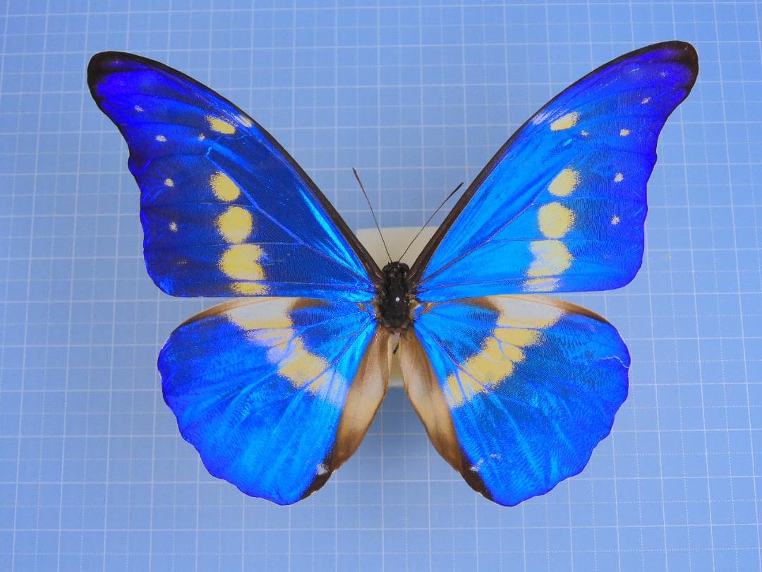 標本 Peru Morpho helena 115mm BicBugs Morpho helena blue white butterfly Peru