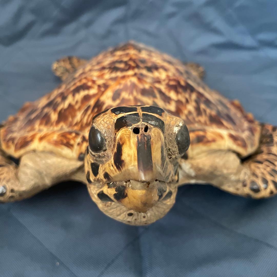 タイマイ ウミガメ 剥製 国際希少野生動植物種登録票有り - メルカリ