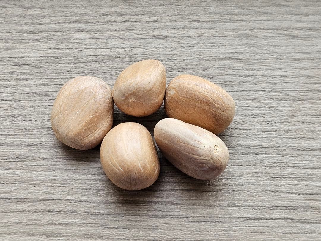 ③ エンセファラルトス ホリダス 種子 1粒 ドワーフ サイカス 蘇鉄