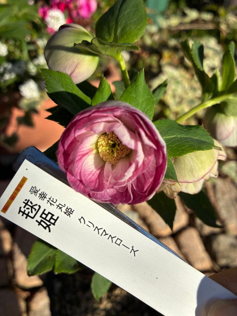 ♡認定♡毬姫　コロコロ咲き