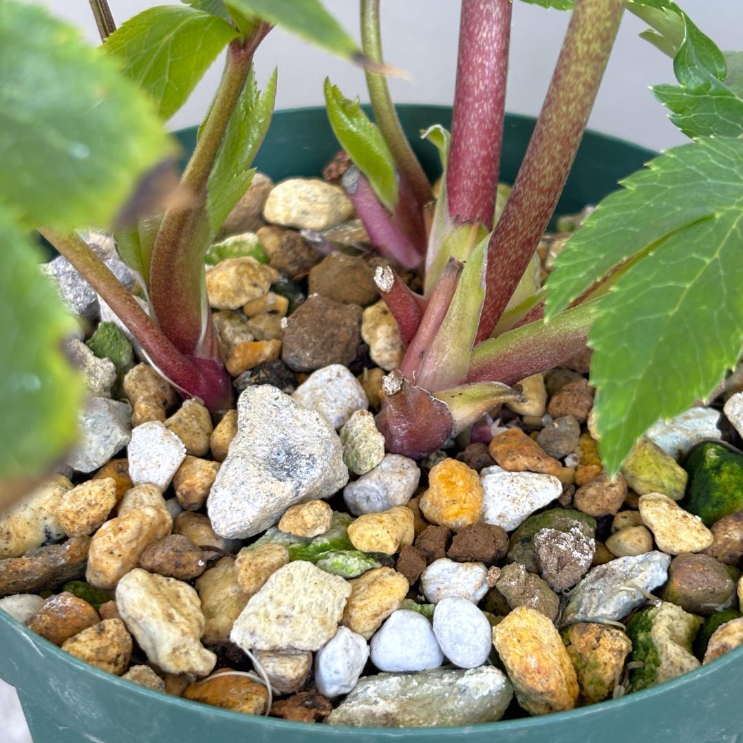 クリスマスローズ♡DDプリマヴェーラピンクゴールド♡加藤農園 - メルカリ