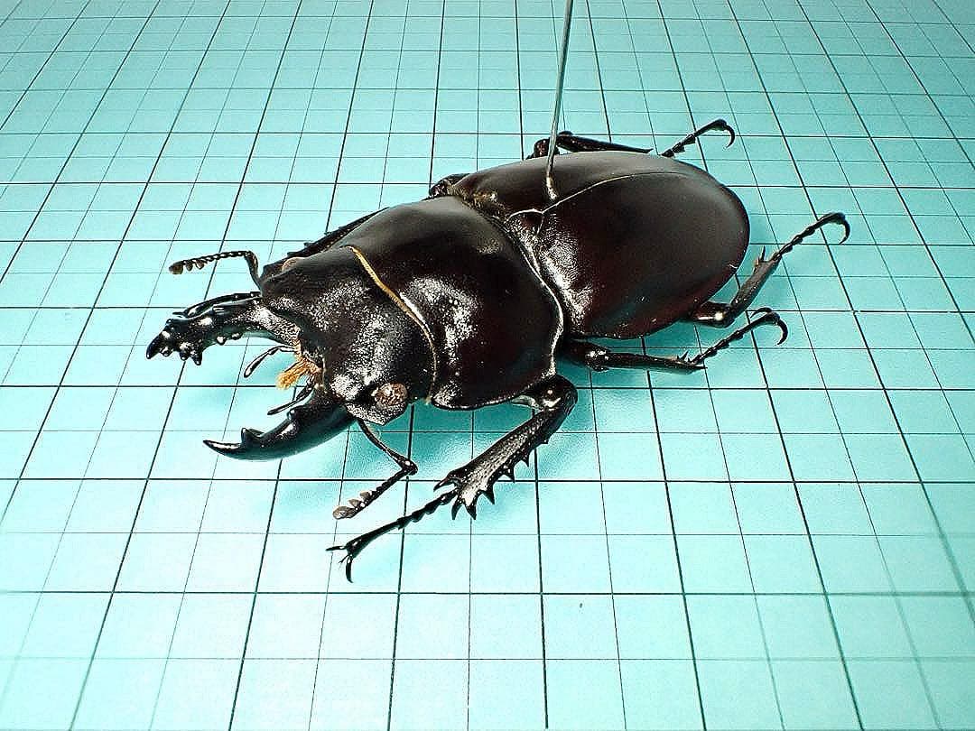 標本】ヤエヤママルバネクワガタ 石垣島産 54.6ミリ 規制前採集個体