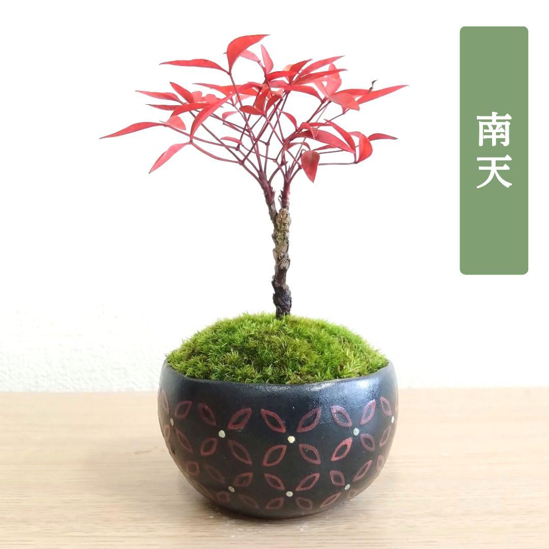 POTOCO 南天 ナンテン 観葉植物 陶器鉢 盆栽 豆盆栽 小品盆栽 植物 苔