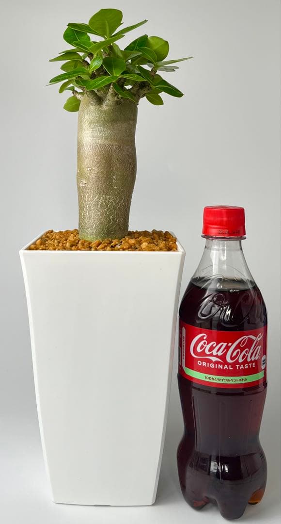 コロ助様 専用【激レア】アデニウム アラビカム ゴジ バオバブタイプ