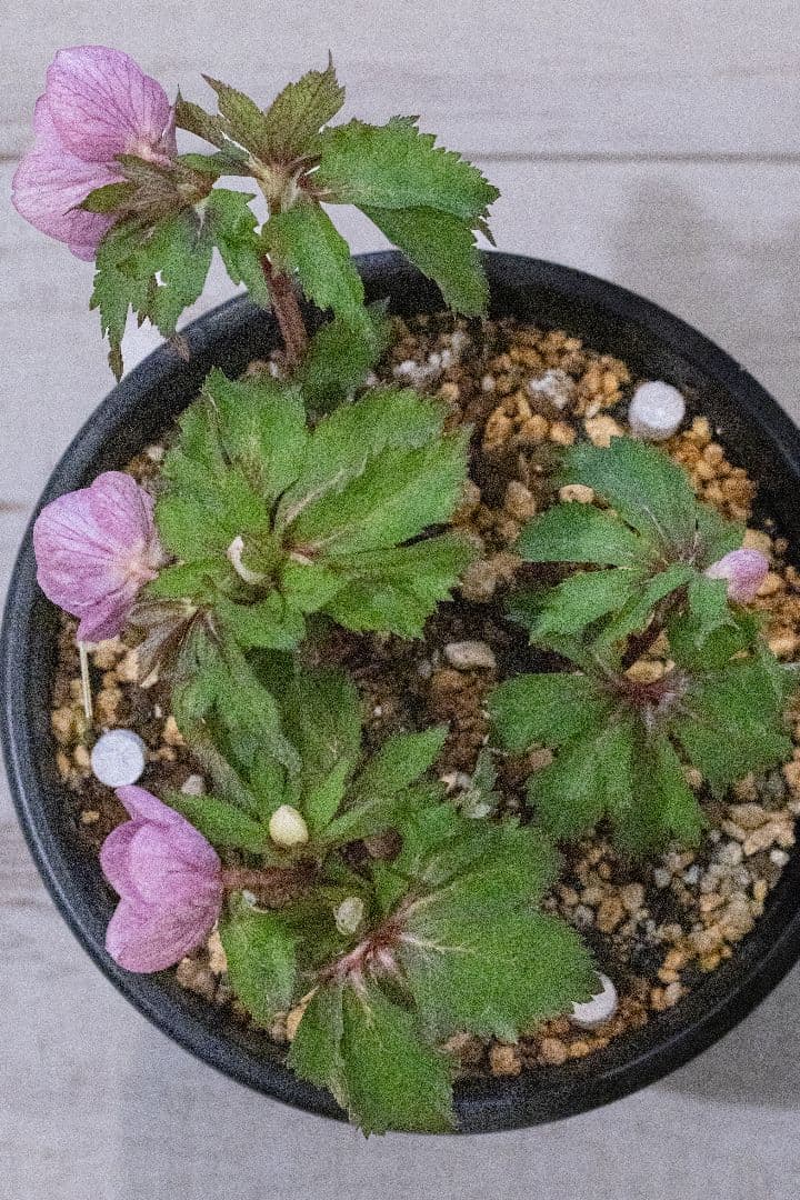 クリスマスローズ 大木ナーセリー オキシデンタリス系いろはsd - メルカリ