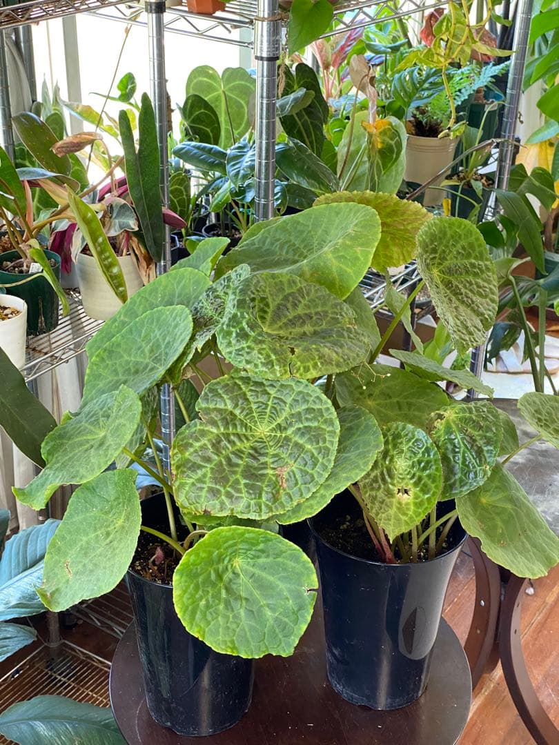 ベゴニア フートエンシス Begonia Phuthoensis✨✨大型H - メルカリ