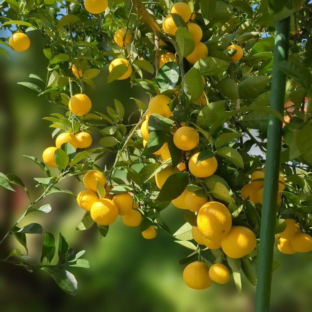 みつばち果樹園 湘南ゴールド 2kg サイズmix - メルカリ