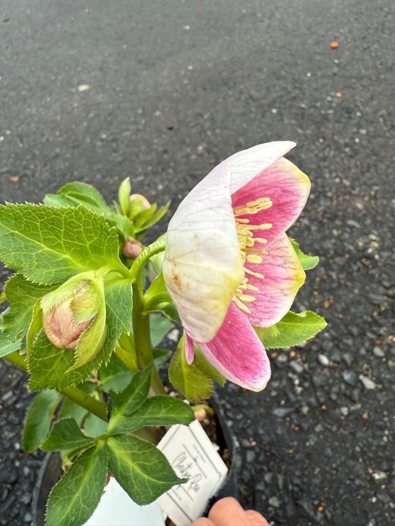 ☆希少！☆内弁鮮やかピンクパステリッシユストレイン☆クリスマス