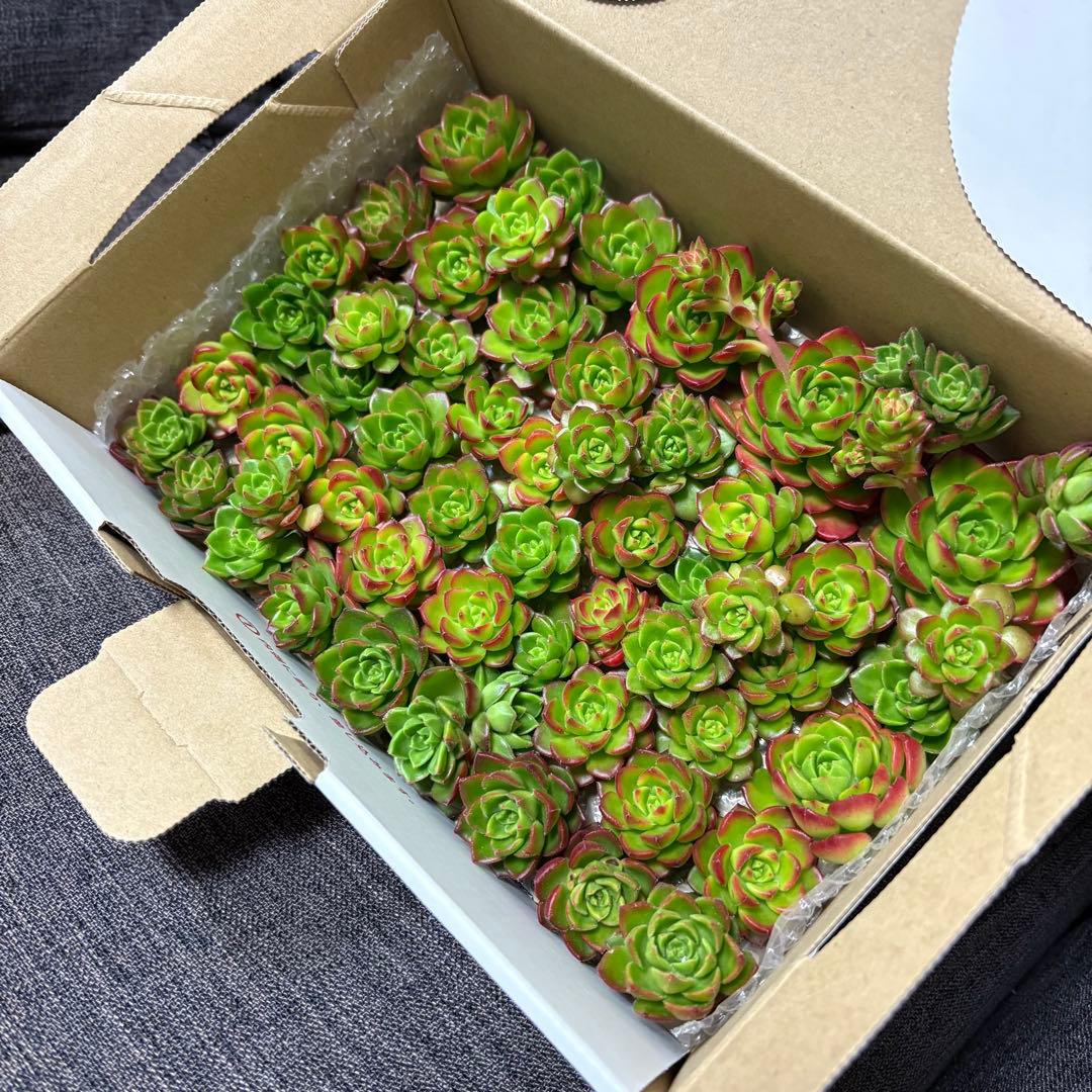 ☆彩乃助☆様 おまとめ追加用