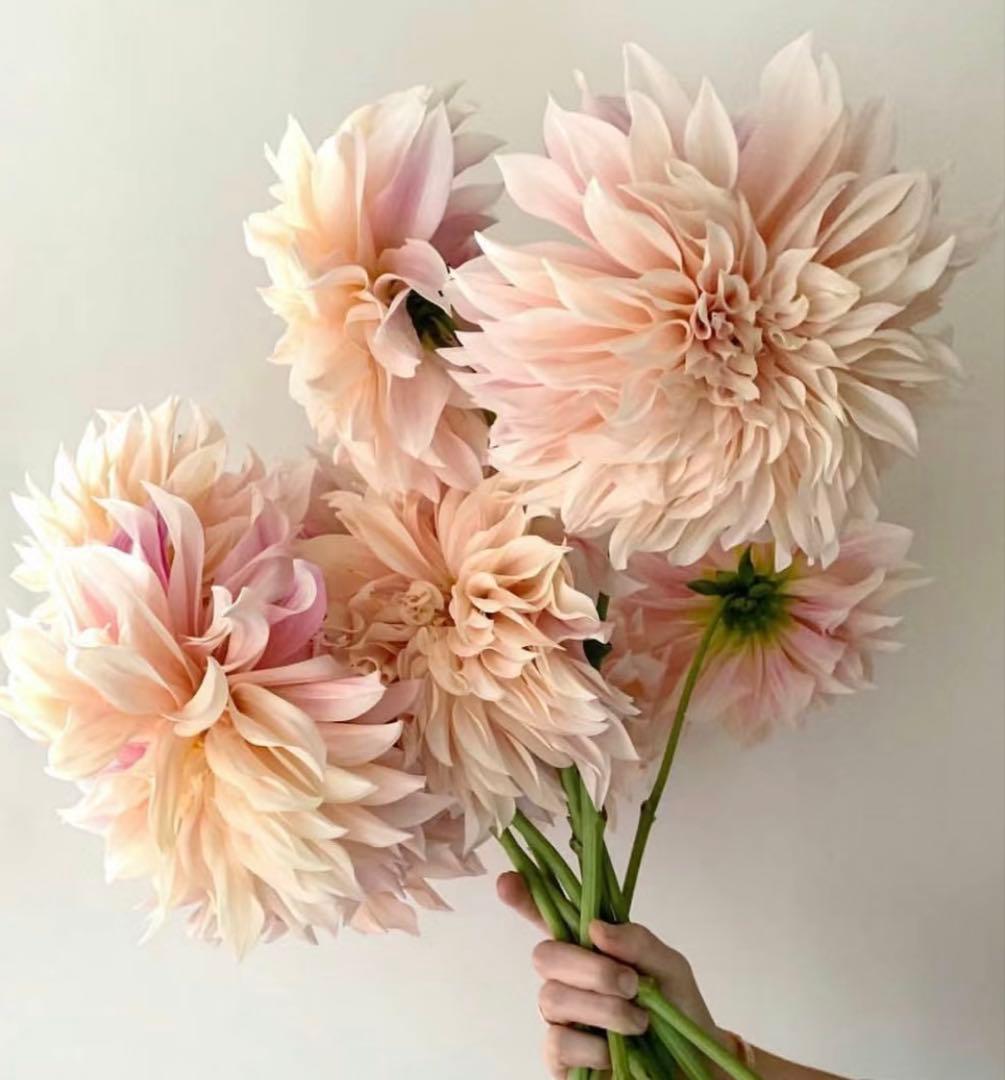 ダリア 球根(3)超レア カフェ・○・レ