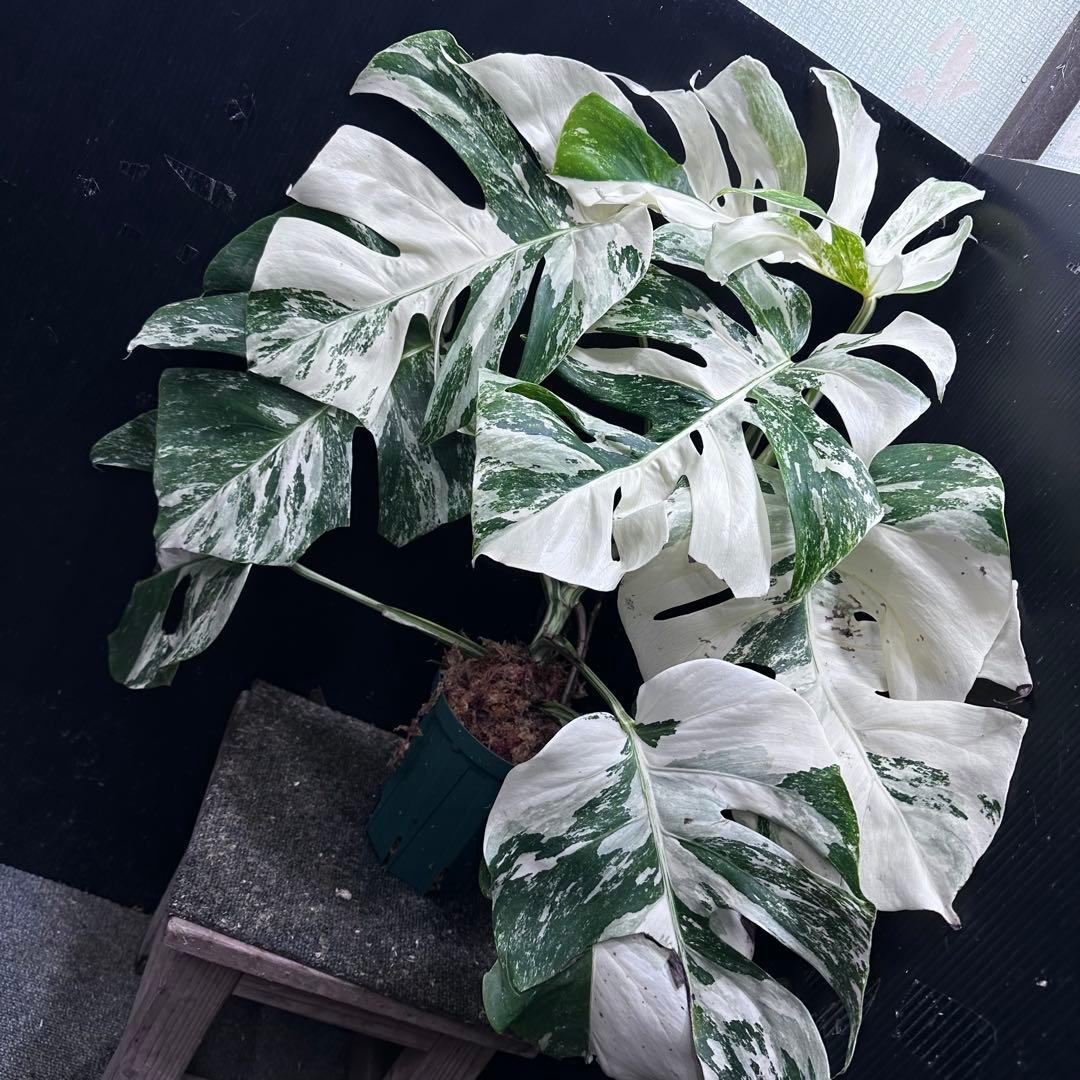斑入りモンステラ ホワイトタイガー極美大株61cm白斑多 - メルカリ