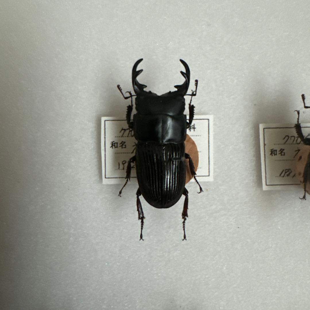 コクワガタ スジクワガタ ネブトクワガタ標本 - メルカリ