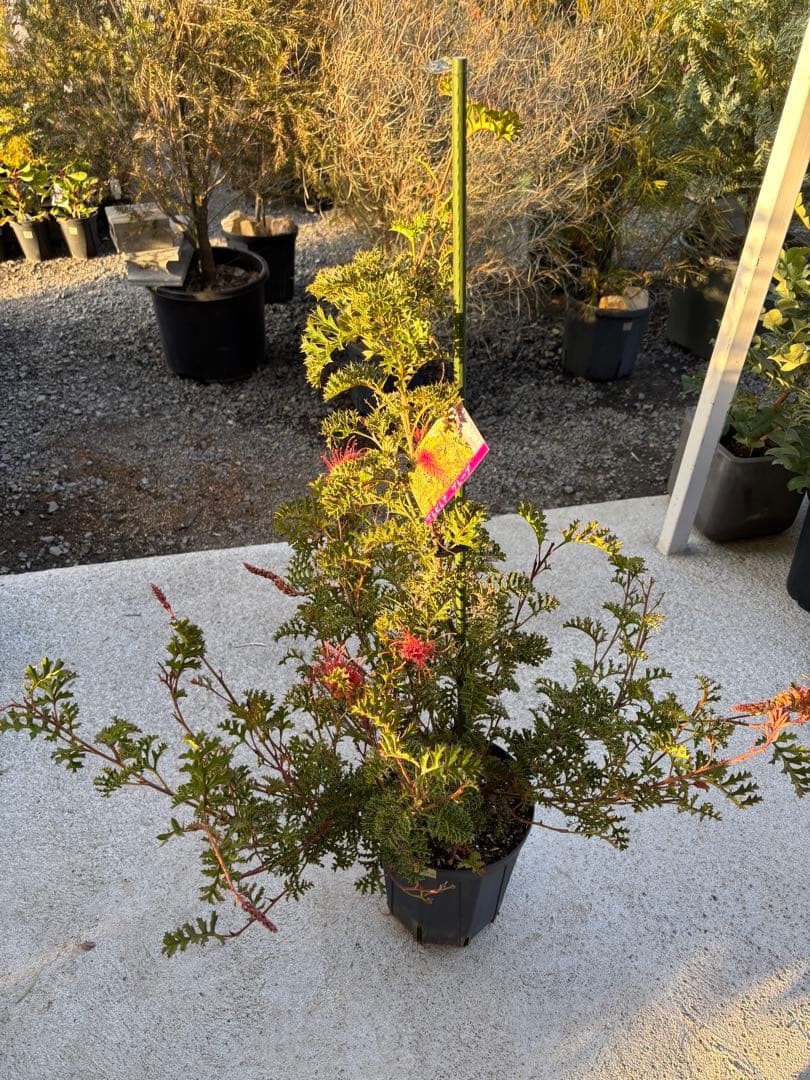 グレープグレビレア　希少　大株 Yahoo!オークション - 激レア グレヴィレア グレープグレビレア グレ