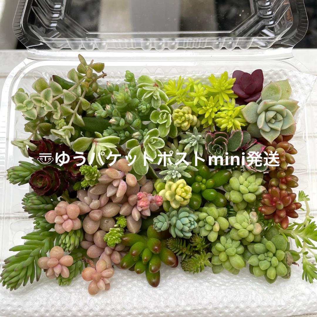 05i. 多肉植物 『寄せ植えカット苗 詰め合わせ』セダム ✳︎育て方メモ